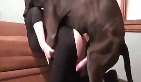 Putas safadas danadinha ligando para o seu macho fodedor da porra ir lhe dar uma comida da boa em sua casa - sexo de cachorro,sexo foda animal