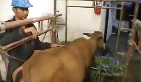 ZOO Porn video for FREE